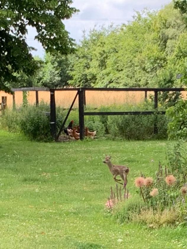 Mariegaardens Gaestehuse ヒレレズ エクステリア 写真